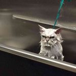 Angriest-Looking-Cats-13