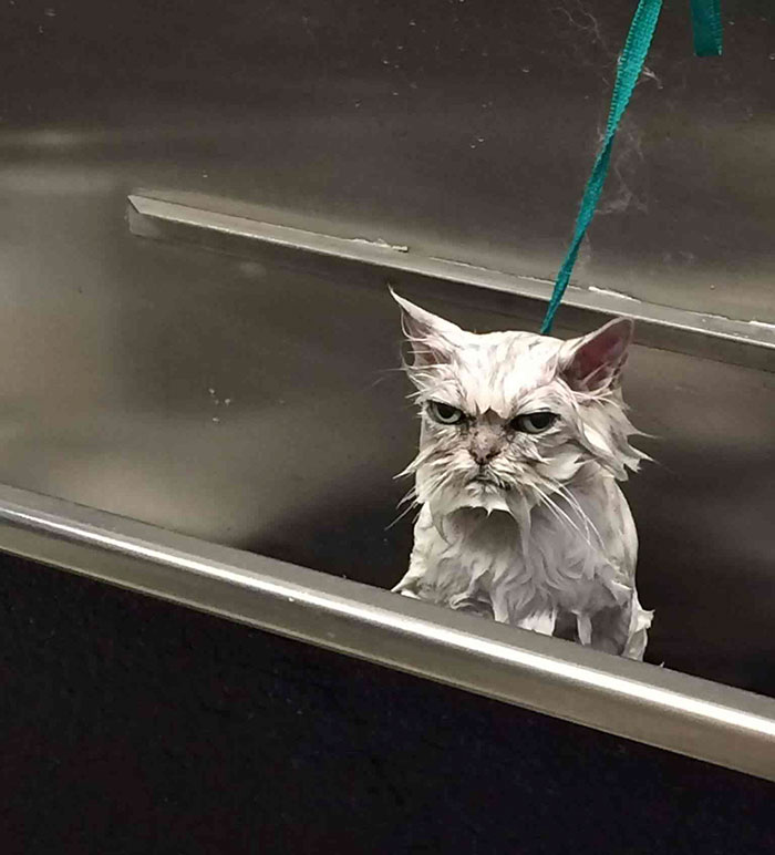 Angriest-Looking-Cats-13
