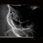 Angriest-Looking-Cats-16