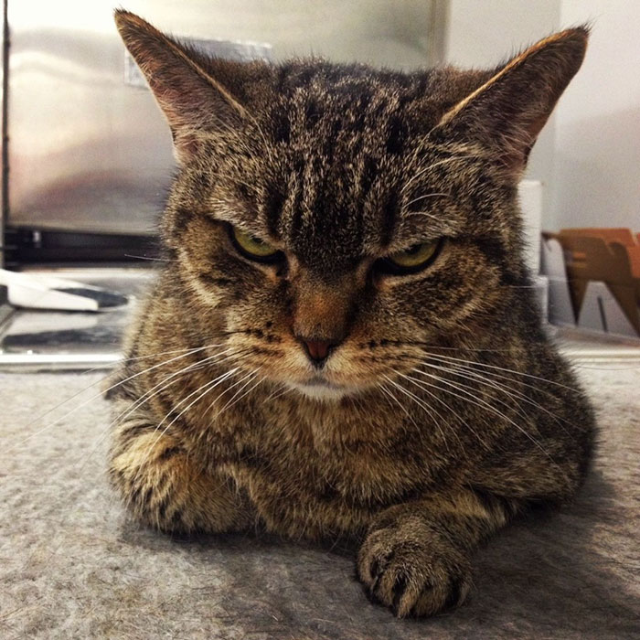 Angriest-Looking-Cats-18