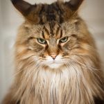 Angriest-Looking-Cats-19