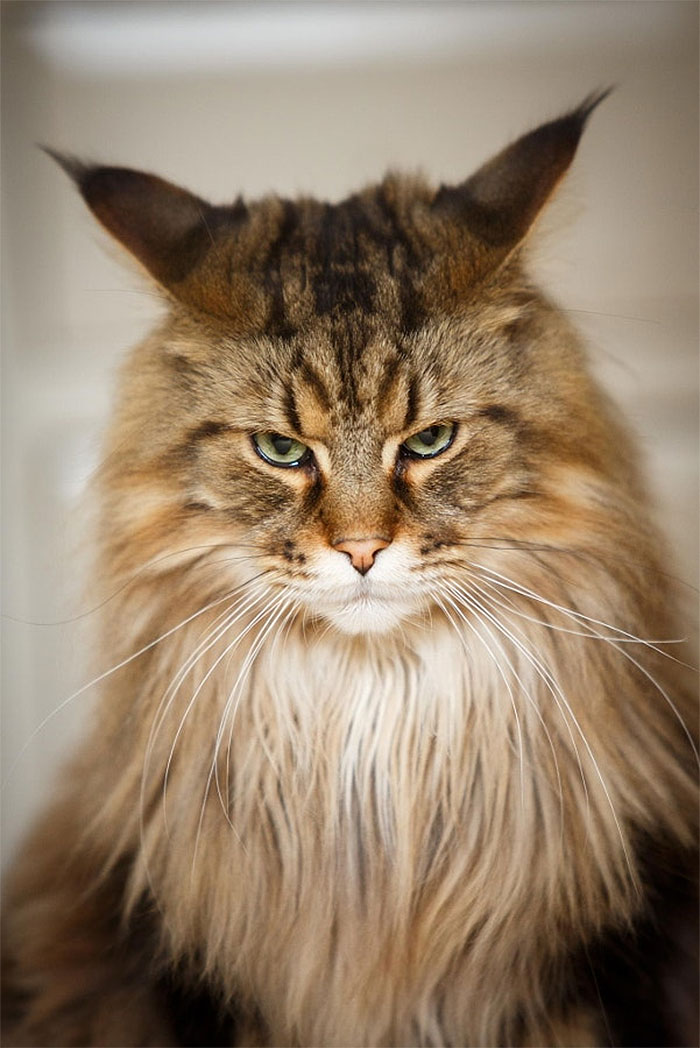 Angriest-Looking-Cats-19