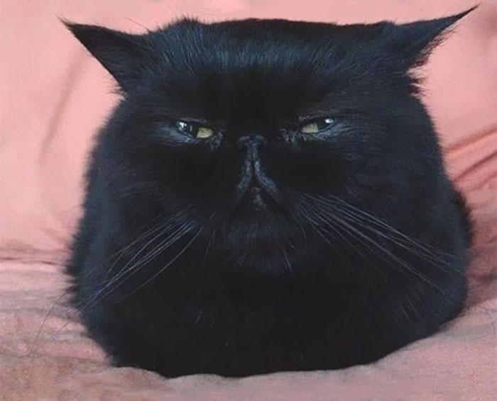 Angriest-Looking-Cats-21
