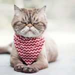 Angriest-Looking-Cats-22