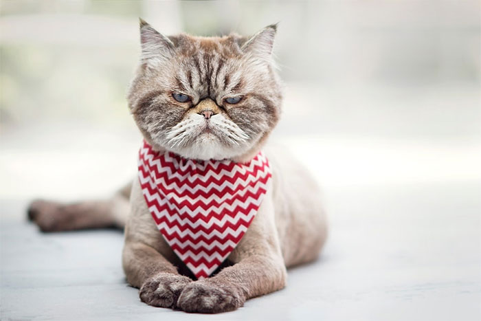 Angriest-Looking-Cats-22