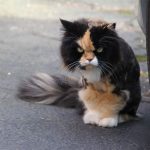 Angriest-Looking-Cats-23