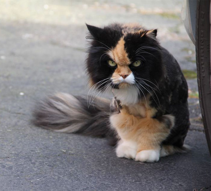 Angriest-Looking-Cats-23