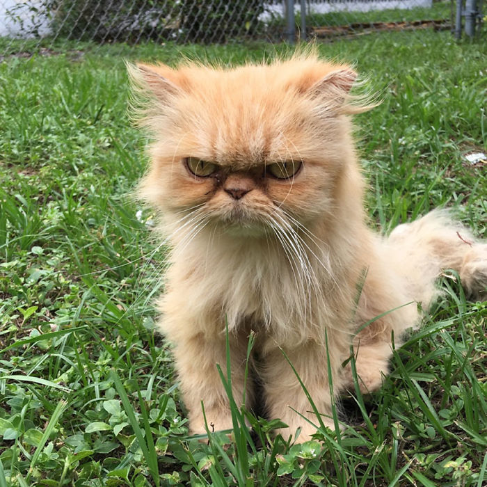 Angriest-Looking-Cats-26