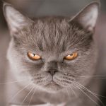 Angriest-Looking-Cats-27