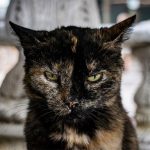 Angriest-Looking-Cats-28