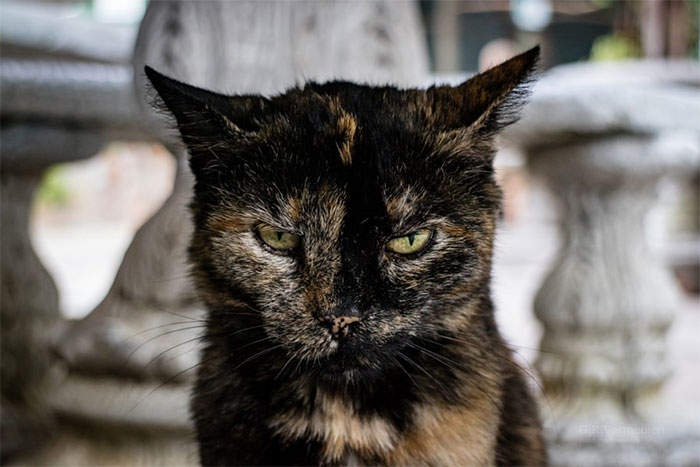 Angriest-Looking-Cats-28