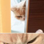 Angriest-Looking-Cats-3