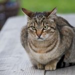 Angriest-Looking-Cats-30