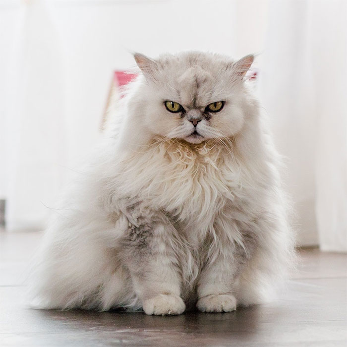 Angriest-Looking-Cats-31