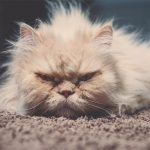 Angriest-Looking-Cats-32