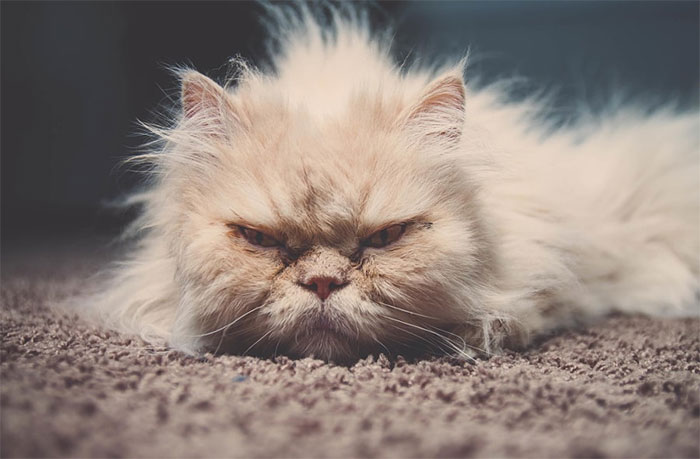 Angriest-Looking-Cats-32