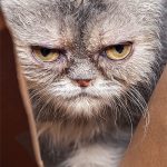 Angriest-Looking-Cats-33