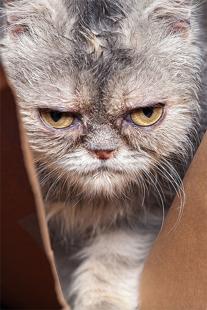 Angriest-Looking-Cats-33