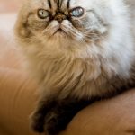 Angriest-Looking-Cats-35