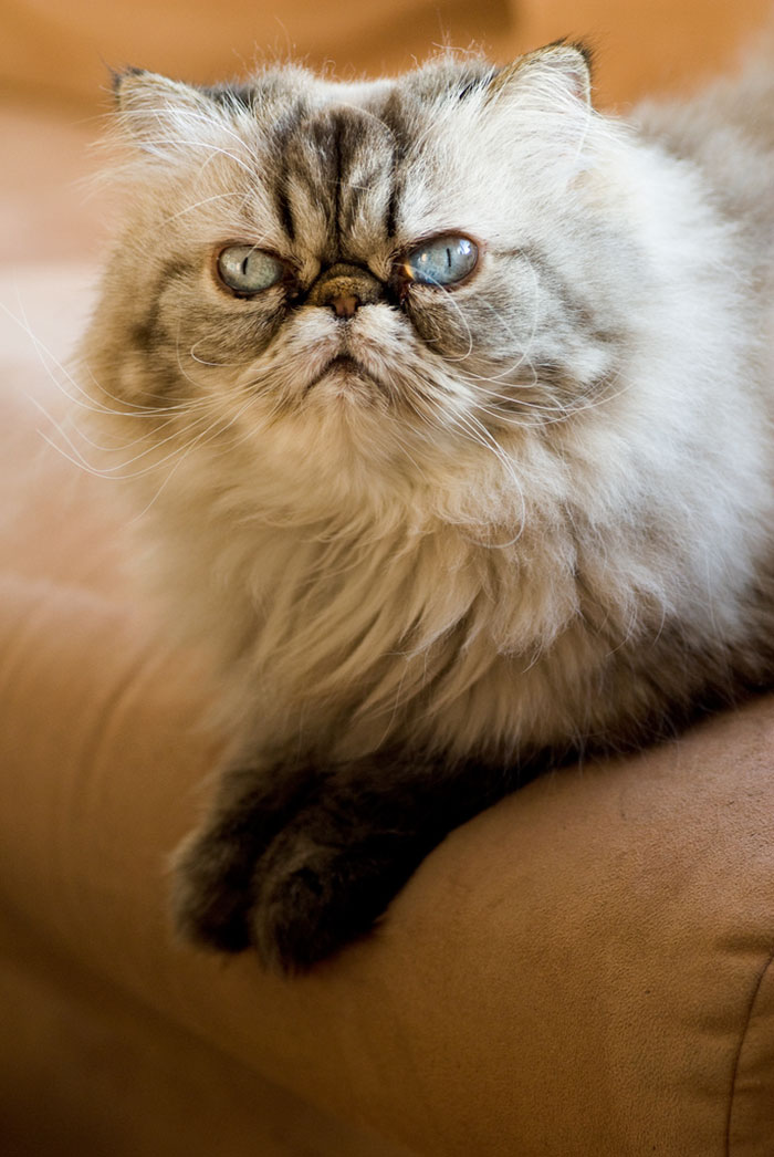 Angriest-Looking-Cats-35