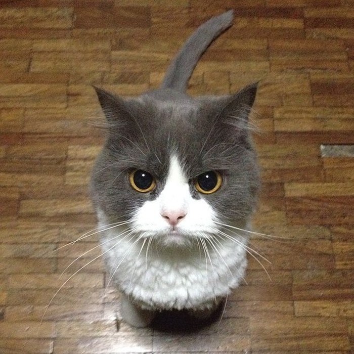 Angriest-Looking-Cats-4
