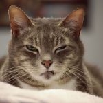 Angriest-Looking-Cats-5