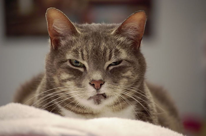 Angriest-Looking-Cats-5