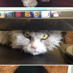 Angriest-Looking-Cats-7