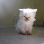 Angriest-Looking-Cats-8