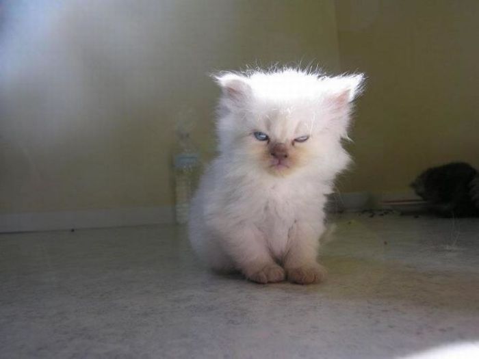 Angriest-Looking-Cats-8