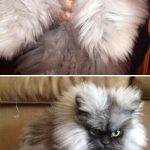 Angriest-Looking-Cats-9