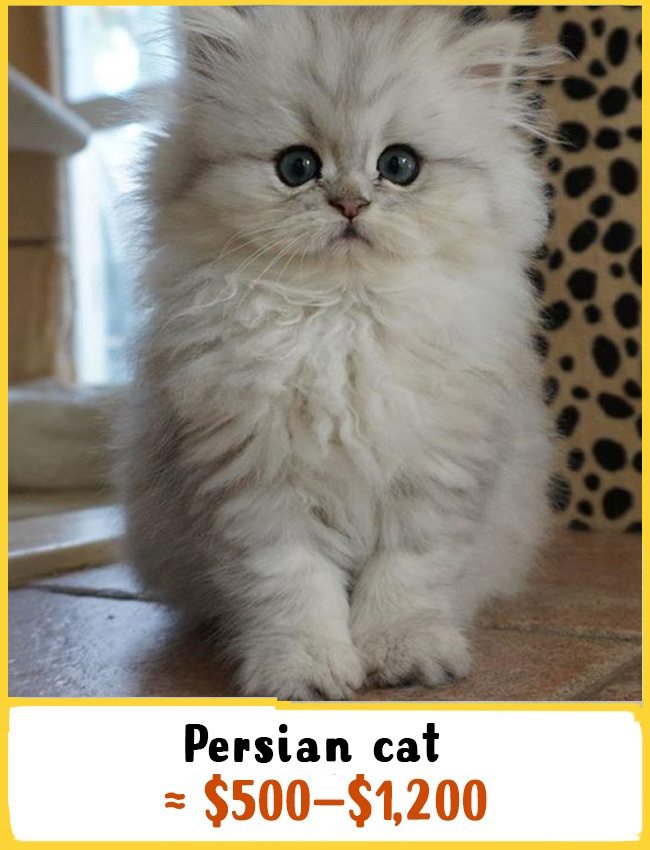 persian longhair cat price