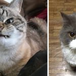 Featured-Angriest-Looking-Cats-FB