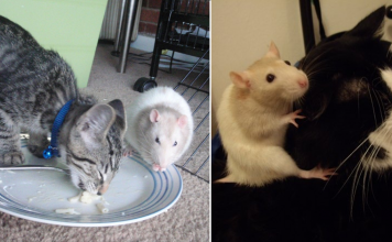 21 Cats And Rats Who Just Don't Know How To Be Enemies