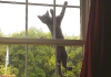 20+ People Who Thought They Didn’t Have A Cat…They Were Wrong