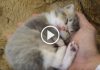 Precious Kitten Sleeping in the Palm of His Human’s Hand!