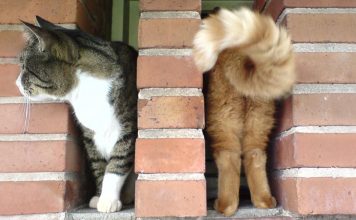 25+ Purrfectly Timed Cat Photos Taken At The Absolute Best Meowment