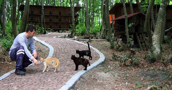 Featured-Small-Town-For-Cats-FB