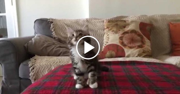 Featured-Uptown-Funk-Kitty-FB