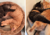 Inseparable Cats Insist On Sleeping Together Even After Outgrowing Their Bed