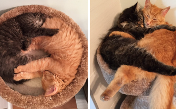 Inseparable Cats Insist On Sleeping Together Even After Outgrowing Their Bed