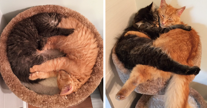 Featured-cats-sleeping-together-before-after-growing-up-renley-lili-FB
