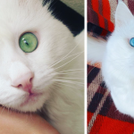 featured-heterochromia-cat-cross-eyed-alos-fb