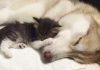 Abandoned Kitten Was Going To Die, But Then She Met A Husky Named Lilo