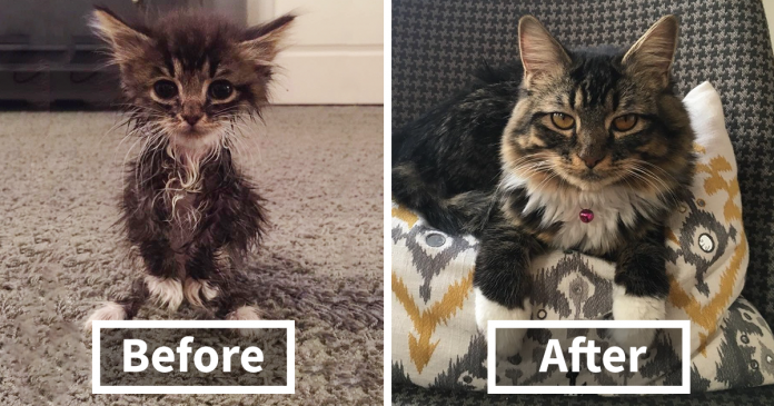 Featured-kitty-born-without-elbows-roo-russ-fb