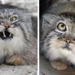 Featured-pallas-cat-most-expressive-in-the-world-FB