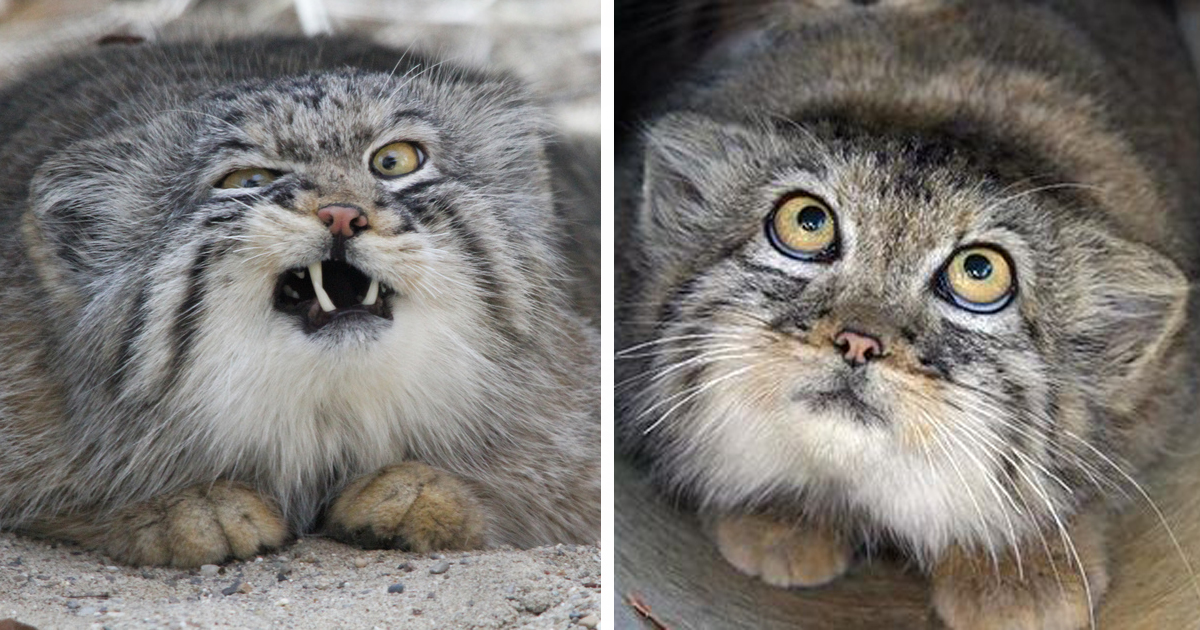 The Pallas Cat Is The Most Expressive Cat In The World | Catlov