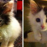 Featured-rescue-cat-abandoned-before-after-fb