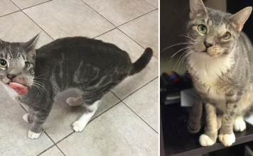 Cat With Giant Tumor Gets Smile Back, But Now She Needs Something Else…