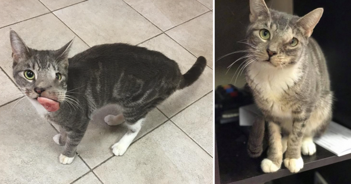 featured-rescue-cat-mouth-tumor-keta-fb